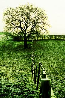 Cross process scan - Sally Mundy